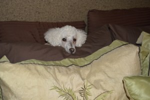 Zephyr hiding in his fort - Poodles and pillows